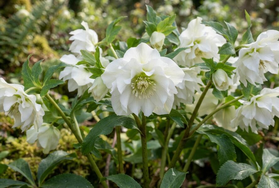 Čemeřice východní 'Double Ellen White' - Helleborus orientalis 'Double Ellen White'