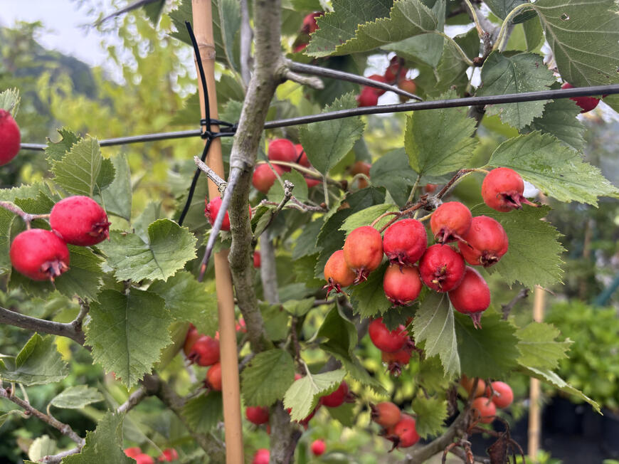Crataegus azarolus_1