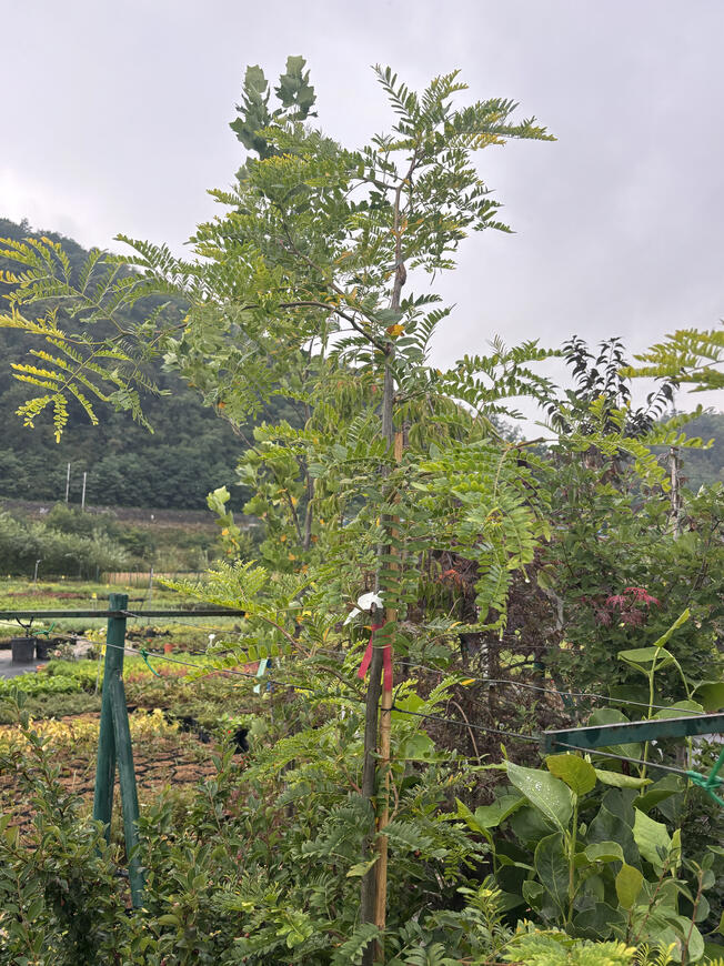 Gleditsia triacanthos ''Sunburst''_1