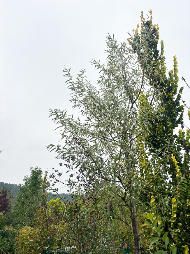 Elaeagnus angustifolia