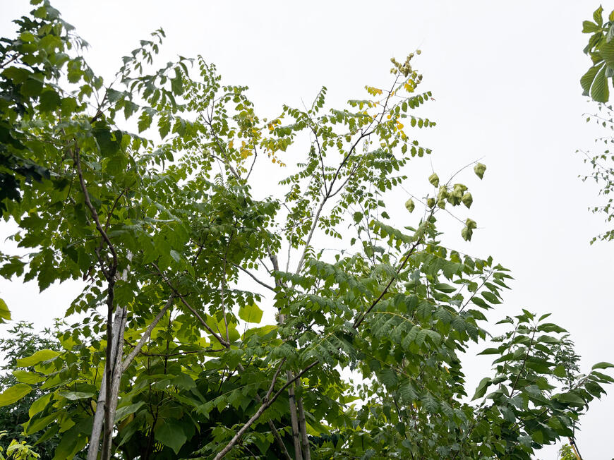 Koelreuteria paniculata