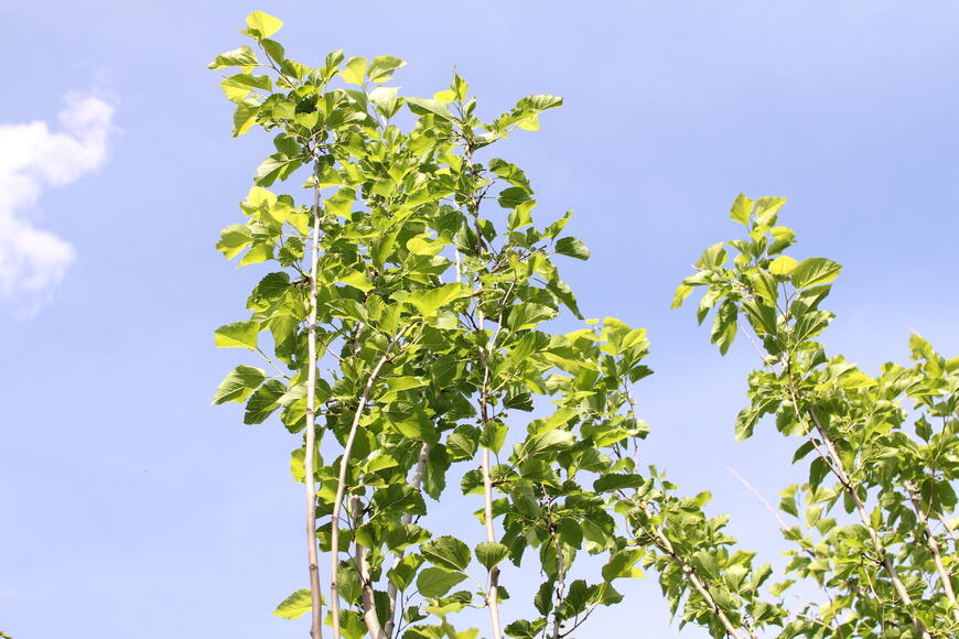 Morus alba platanifolia