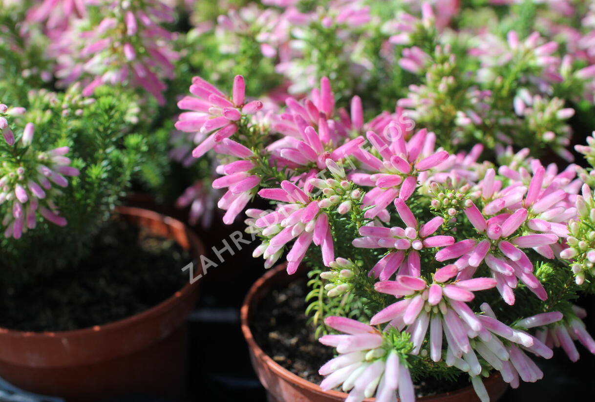 Vřesovec verticillata 'African Coral' - Erica verticillata 'African Coral'