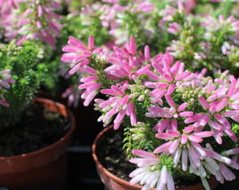 Vřesovec verticillata 'African Coral'