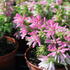 Erica_verticillata_African_Coral_1.JPG