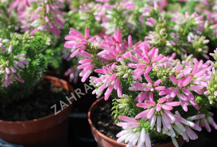 Vřesovec verticillata 'African Coral' - Erica verticillata 'African Coral'