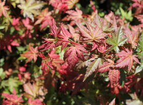 Javor dlanitolistý 'Brown Sugar' - Acer palmatum 'Brown Sugar'
