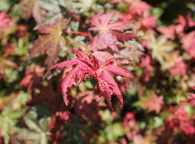 Javor dlanitolistý 'Brown Sugar' - Acer palmatum 'Brown Sugar'