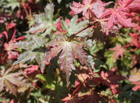 Javor dlanitolistý 'Brown Sugar' - Acer palmatum 'Brown Sugar'