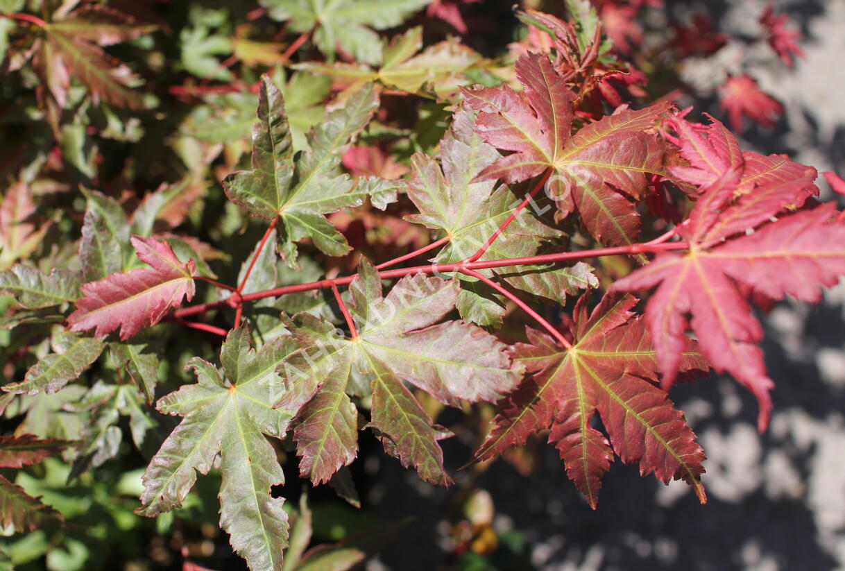 Javor dlanitolistý 'Brown Sugar' - Acer palmatum 'Brown Sugar'
