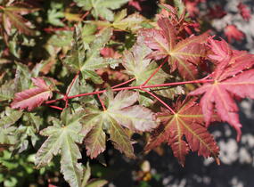 Javor dlanitolistý 'Brown Sugar' - Acer palmatum 'Brown Sugar'