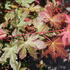 Acer_palmatum_Brown_Sugar_4.JPG
