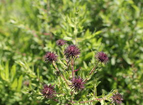 Hvězdnice novoanglická 'Helen Picton' - Aster novae-angliae 'Helen Picton'