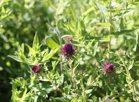 Hvězdnice novoanglická 'Helen Picton' - Aster novae-angliae 'Helen Picton'