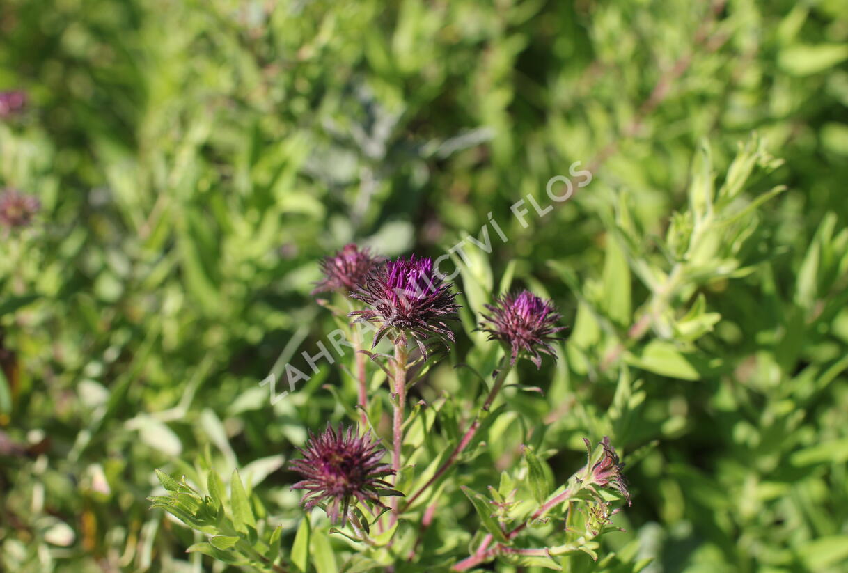 Hvězdnice novoanglická 'Helen Picton' - Aster novae-angliae 'Helen Picton'