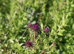 Hvězdnice novoanglická 'Helen Picton' - Aster novae-angliae 'Helen Picton'
