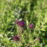 Aster_novaeangliae_Helen_Picton_3.JPG