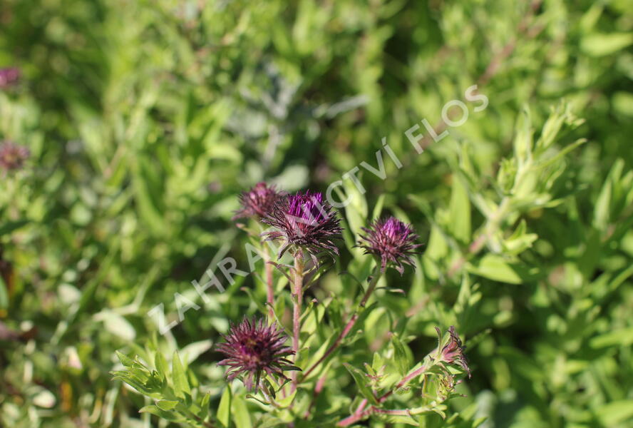Hvězdnice novoanglická 'Helen Picton' - Aster novae-angliae 'Helen Picton'