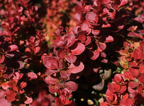 Dřišťál Thunbergův 'Florence' - Berberis thunbergii 'Florence'