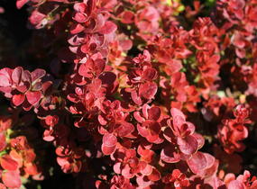 Dřišťál Thunbergův 'Florence' - Berberis thunbergii 'Florence'