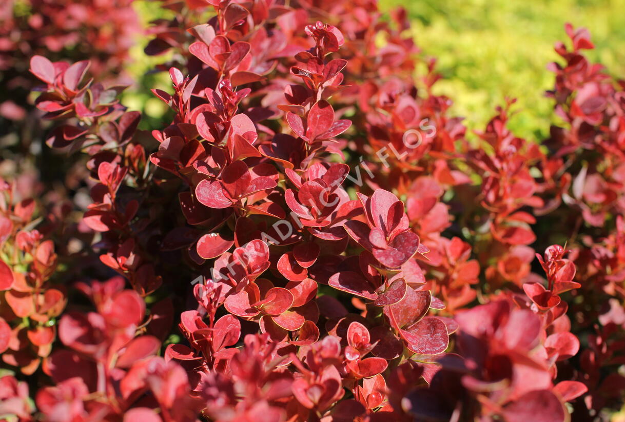 Dřišťál Thunbergův 'Florence' - Berberis thunbergii 'Florence'