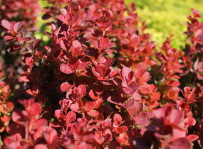 Dřišťál Thunbergův 'Florence' - Berberis thunbergii 'Florence'