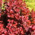 Berberis_thunbergii_Florence_3.JPG