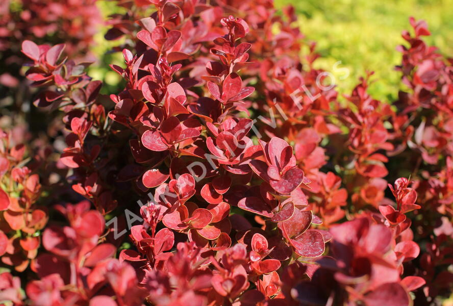Dřišťál Thunbergův 'Florence' - Berberis thunbergii 'Florence'