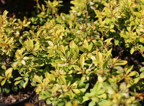 Dřišťál Thunbergův 'Golden Dream' - Berberis thunbergii 'Golden Dream'