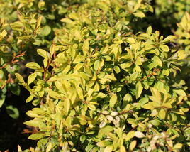 Dřišťál Thunbergův 'Golden Dream'