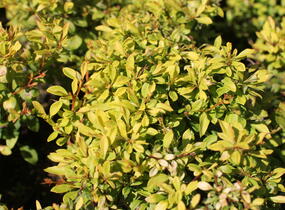 Dřišťál Thunbergův 'Golden Dream' - Berberis thunbergii 'Golden Dream'