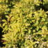 Berberis_thunbergii_Golden_Dream_2.JPG