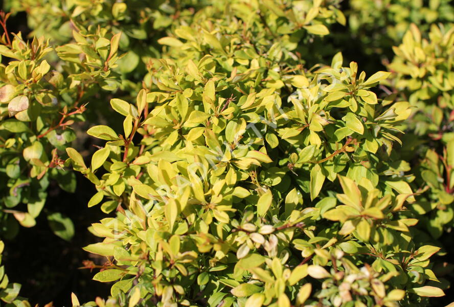 Dřišťál Thunbergův 'Golden Dream' - Berberis thunbergii 'Golden Dream'