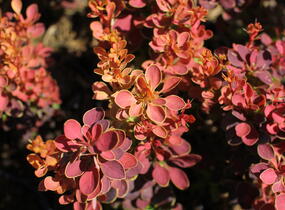 Dřišťál Thunbergův 'Orange Sunrise' - Berberis thunbergii 'Orange Sunrise'