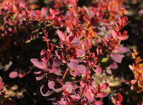 Dřišťál Thunbergův 'Orange Sunrise' - Berberis thunbergii 'Orange Sunrise'