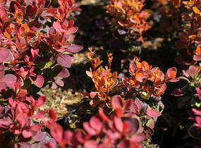 Dřišťál Thunbergův 'Orange Sunrise' - Berberis thunbergii 'Orange Sunrise'