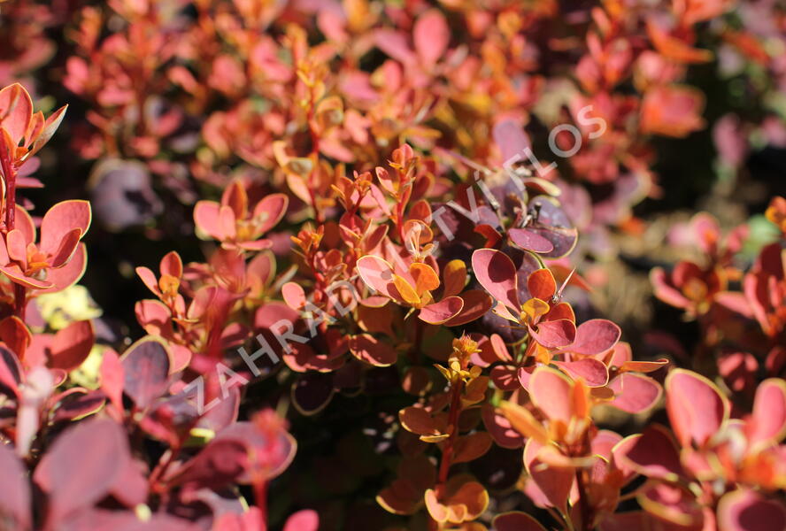 Dřišťál Thunbergův 'Orange Sunrise' - Berberis thunbergii 'Orange Sunrise'