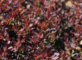 Dřišťál Thunbergův 'Red D.J.' - Berberis thunbergii 'Red D.J.'