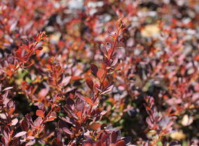 Dřišťál Thunbergův 'Red D.J.' - Berberis thunbergii 'Red D.J.'