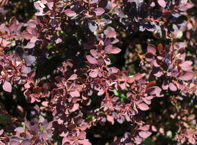 Dřišťál Thunbergův 'Red D.J.' - Berberis thunbergii 'Red D.J.'
