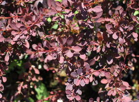 Dřišťál Thunbergův 'Red D.J.' - Berberis thunbergii 'Red D.J.'
