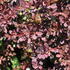 Berberis_thunbergii_Red_DJ_4.JPG