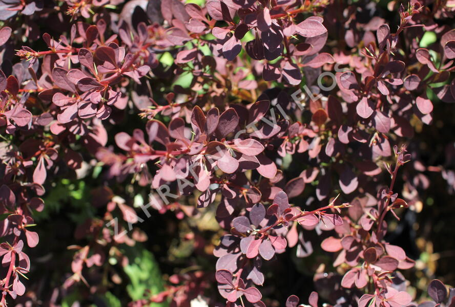 Dřišťál Thunbergův 'Red D.J.' - Berberis thunbergii 'Red D.J.'