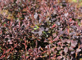 Dřišťál Thunbergův 'Red Dream' - Berberis thunbergii 'Red Dream'