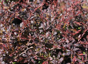 Dřišťál Thunbergův 'Red Dream' - Berberis thunbergii 'Red Dream'