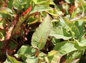 Rdesno objímavé 'Dark Red' - Bistorta amplexicaulis 'Dark Red'