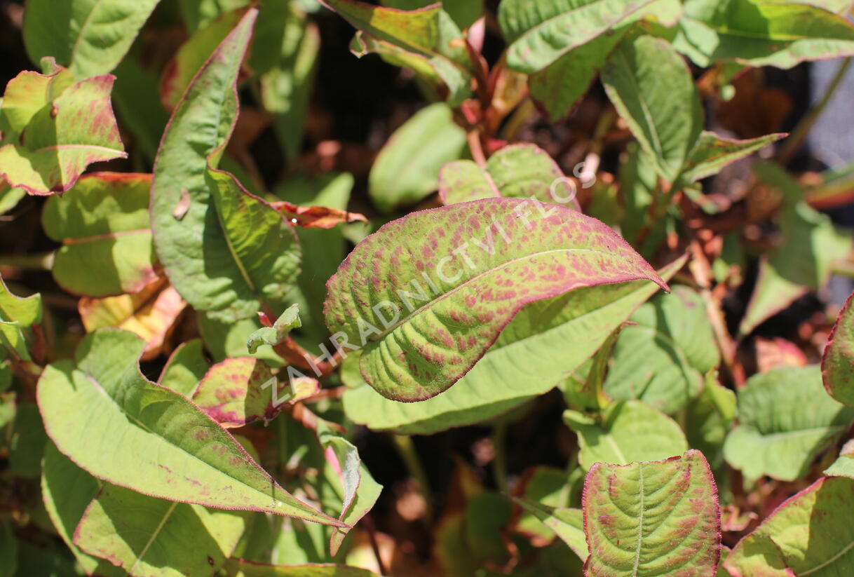 Rdesno objímavé 'Dark Red' - Bistorta amplexicaulis 'Dark Red'