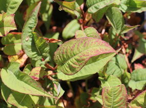 Rdesno objímavé 'Dark Red' - Bistorta amplexicaulis 'Dark Red'