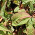Bistorta_amplexicaulis_Dark_Red_2.JPG
