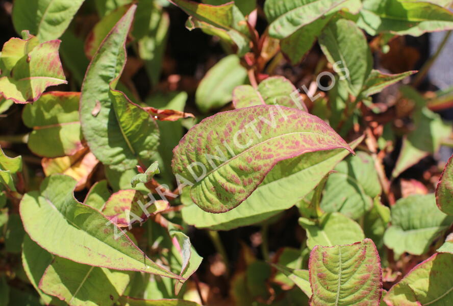 Rdesno objímavé 'Dark Red' - Bistorta amplexicaulis 'Dark Red'